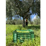 Szicíliai zöld Nocellara olívabogyó, Tenute Seidita, 160g