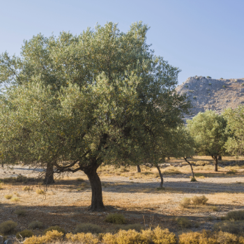 Rodoszi ajándékcsomag olajfával, Rodosz mediterrán hangulatában