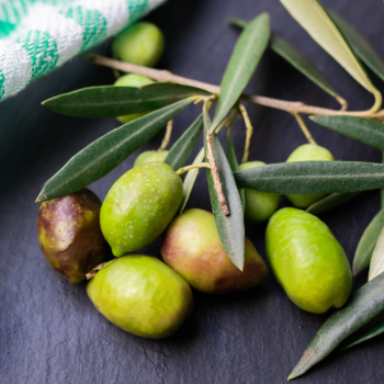 Friss olívabogyók ágon, a Cretan Mill extraszűz olívaolaj alapanyaga