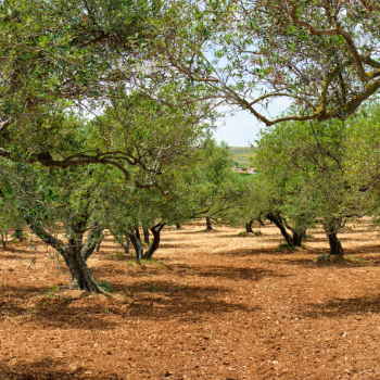 Olajfaliget Krétán, a Cretan Mill extraszűz olívaolaj származási helye