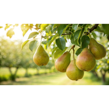 Prémium körte lekvár készítéshez