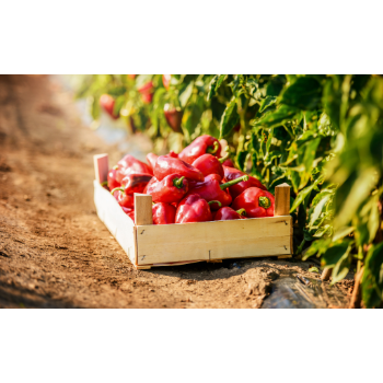 Frissen szedett pirospaprika