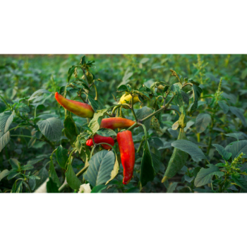 Pirospaprika termés