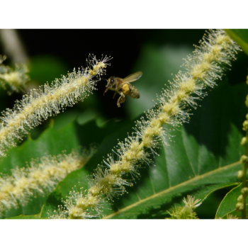 Szelídgesztenyefa virágzása