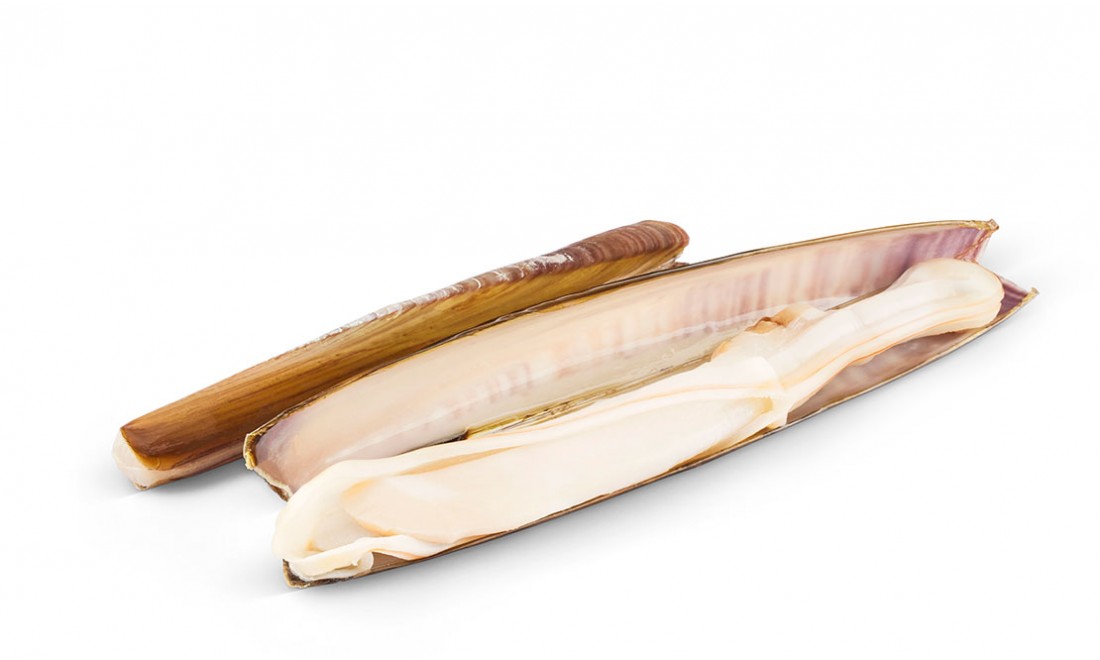 Kardkagyló fotója közelről