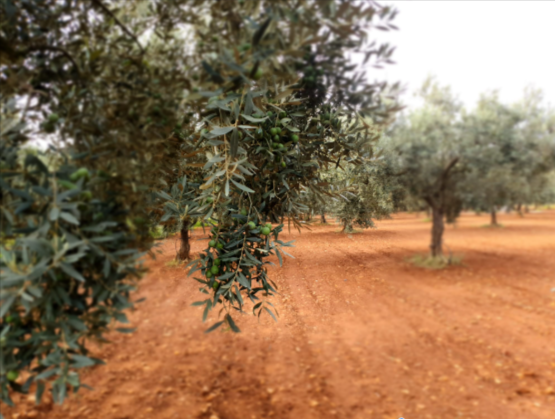 Tenute Seidita olíva