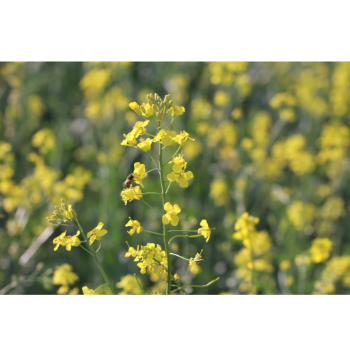 Repceméz készítése