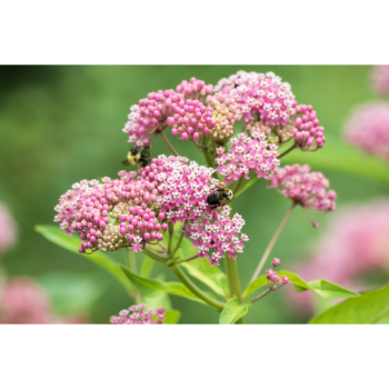 Selyemfűméz készítése