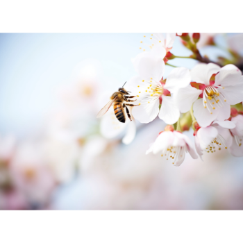 Vadcseresznye méz készítése